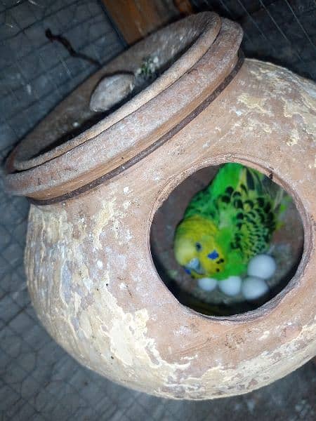 Confirm Breeder Australian parrots looking for new shelter 5
