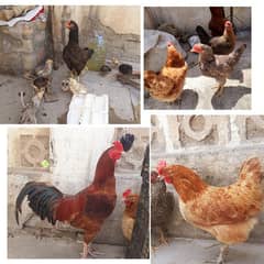 Aseel, daisi, golden misri murghai  & chicks for sale