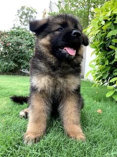 golden chance for Gsd lovers