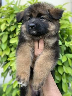 golden chance for Gsd lovers