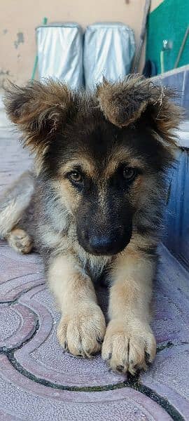 German shepherd puppies 2