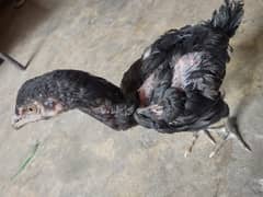 Thai Cross chick's for Sale