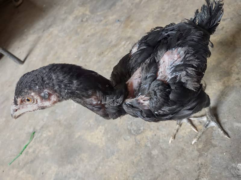 Thai Cross chick's for Sale 0