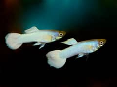 2 Beautifull African white Guppies for sale