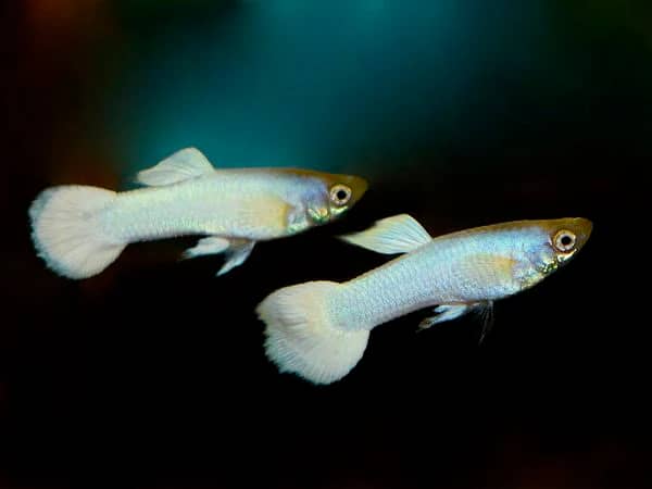 Beautifull & Fancy white african guppies active males for sale 0