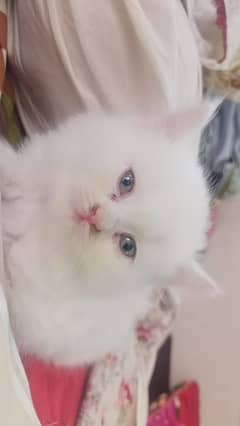 male persian kitten