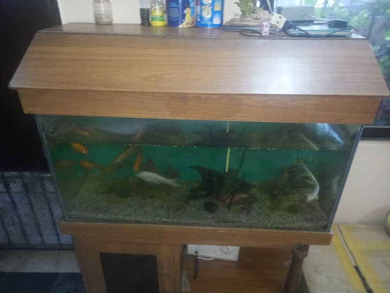 Koi Carp Fishes for sale 1