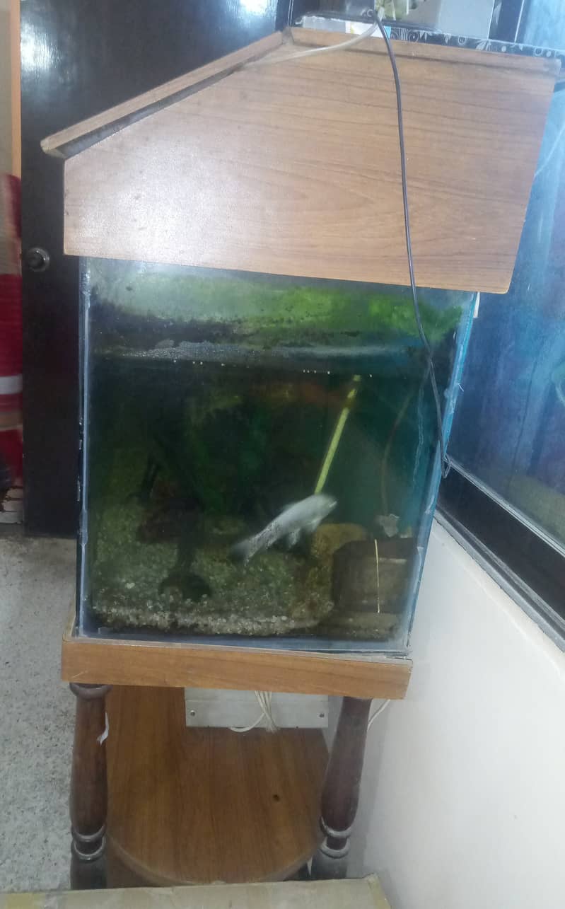 3 feet Aquarium for sale with Fishes and Stand 2