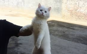 the cat is triple coat the age is 7 months the breed is Persian white