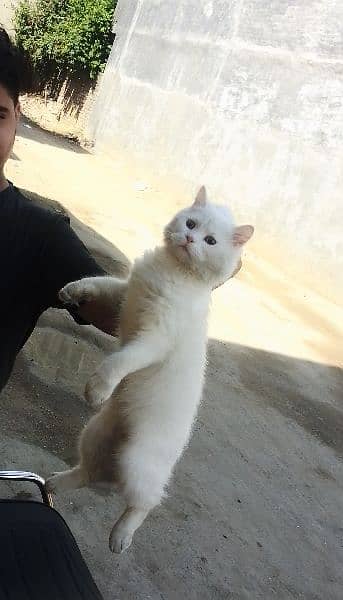 the cat is triple coat the age is 7 months the breed is Persian white 2