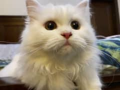 Triple Coated Persian Cat for Sale 0