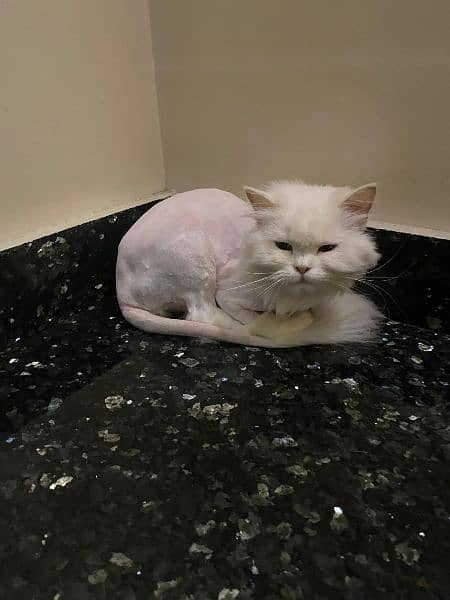 Triple Coated Persian Cat for Sale 1