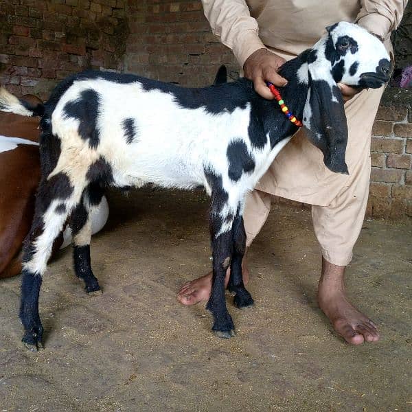 bakri for sale 11