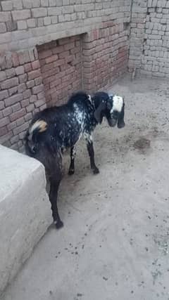best price to goat dasi