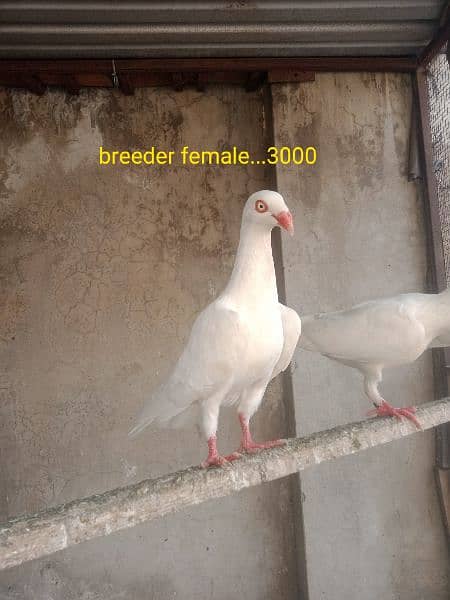 fancy pigeons. diffrent breeds. price mention. cargo available. 7
