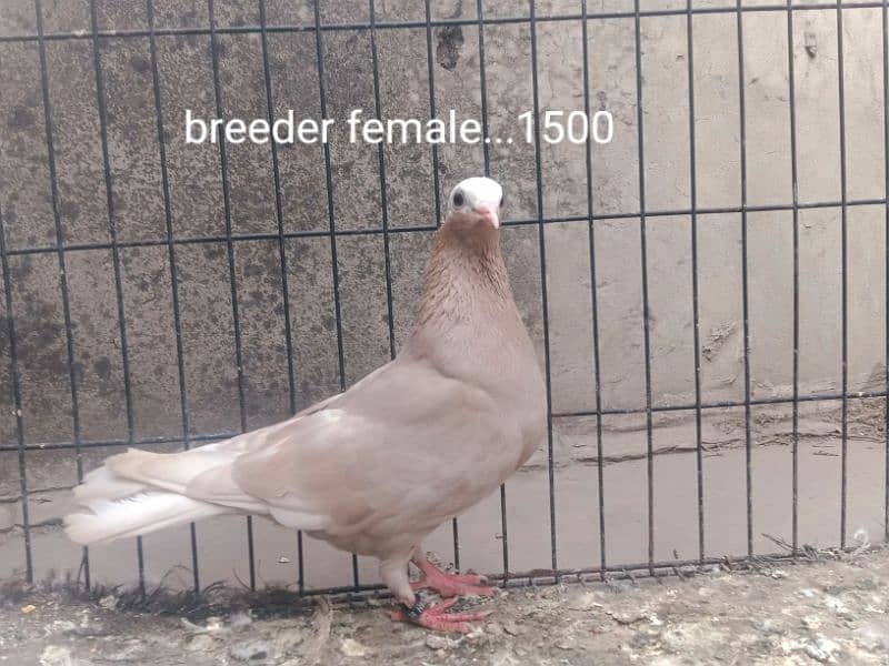 fancy pigeons. diffrent breeds. price mention. cargo available. 8