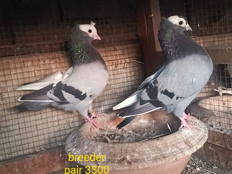 fancy pigeons. diffrent breeds. price mention. cargo available. 9