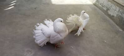 laka pigeon pair