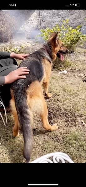 German Shepherd | GSD | German female | Dog 4