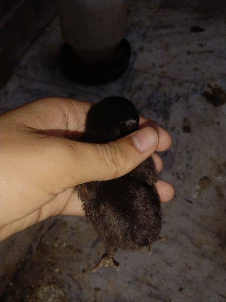 a beautiful Aseel and Berman  cross chicks black colour 1