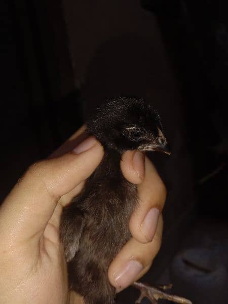 a beautiful Aseel and Berman  cross chicks black colour 2