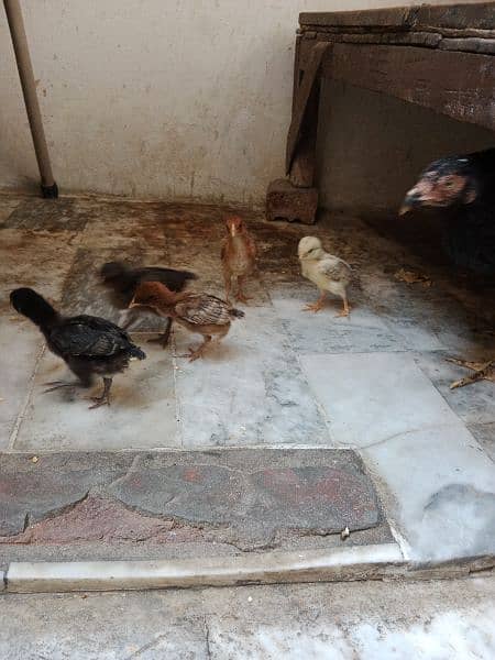 ایک عدد اصیل مرغی اور پانچ بچے ہیں،،تقریباً ایک ماہ کے 10