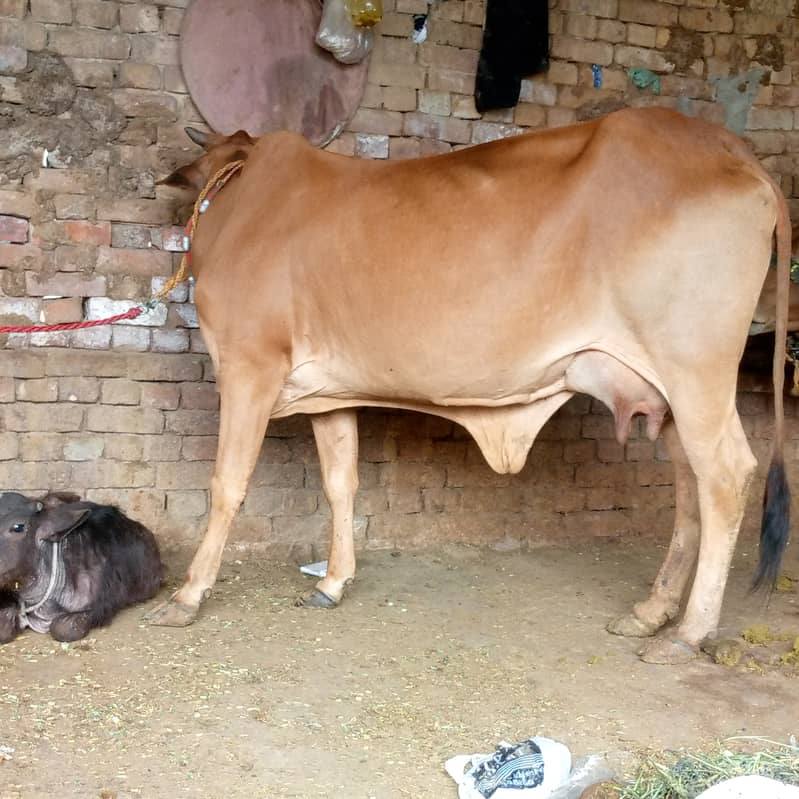 cow for sale 3