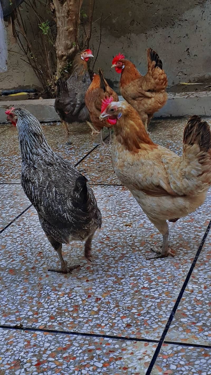 all hens laying egg 1 murga 7 murgiya only 15000 2