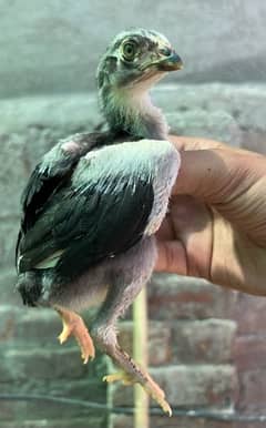 Indian Reza Chicks 1 month old