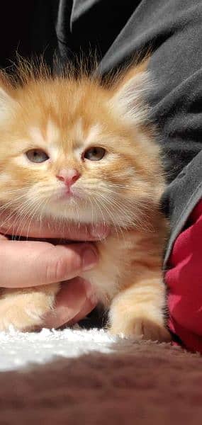 one Month Persian Cate For Sale 1
