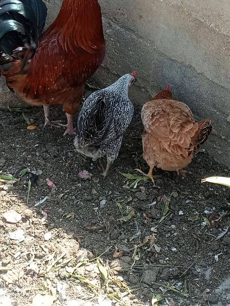 hens with Cage 3