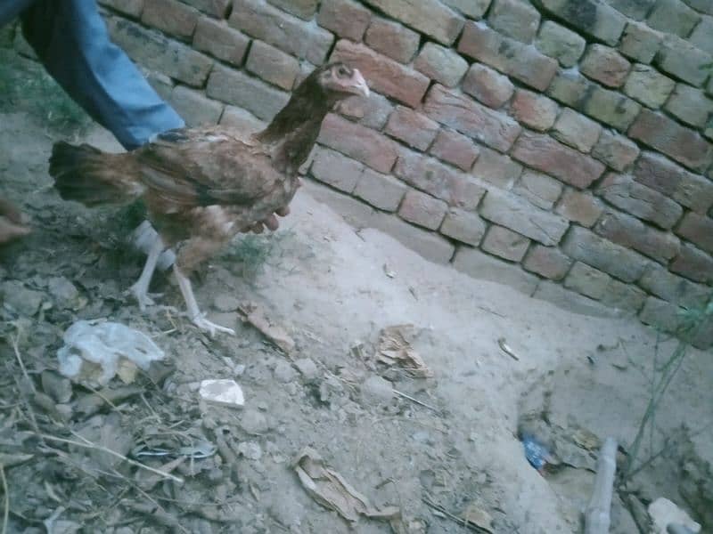 Aseel Hen with chicks or Aseel Murga 12