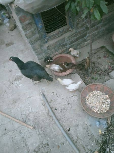 Aseel Hen with chicks or Aseel Murga 7