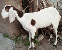 beetal rajanpuri pregnant goats 0