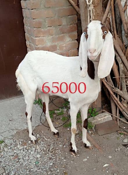 beetal rajanpuri pregnant goats 1