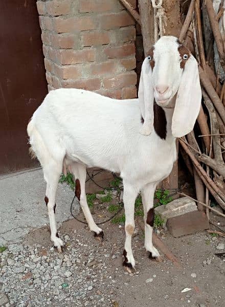 beetal rajanpuri pregnant goats 2