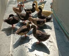 10 ducks for sales