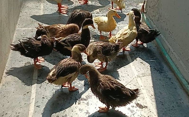 10 ducks for sales 1