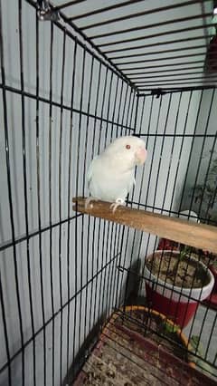albino red eye female with cage and box