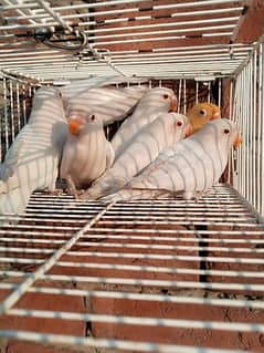 albino red eyes available 5k per