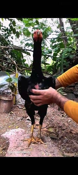 O king shamo black for sale pair / breeders /Chicks /phatay /phatiya 1