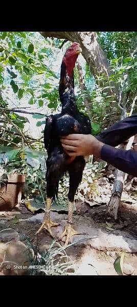 O king shamo black for sale pair / breeders /Chicks /phatay /phatiya 2