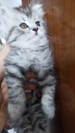 Persian cat / kitten / cute Persian cat / cat for sale 0