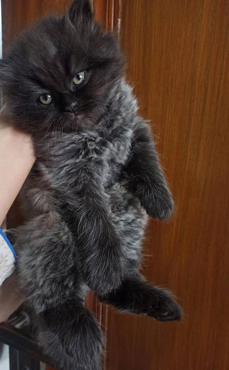 Persian cat / kitten / cute Persian cat / cat for sale 1