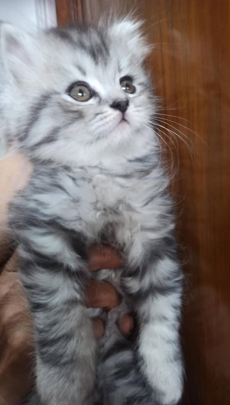 Persian cat / kitten / cute Persian cat / cat for sale 2