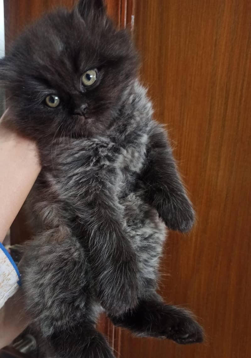 Persian cat / kitten / cute Persian cat / cat for sale 3