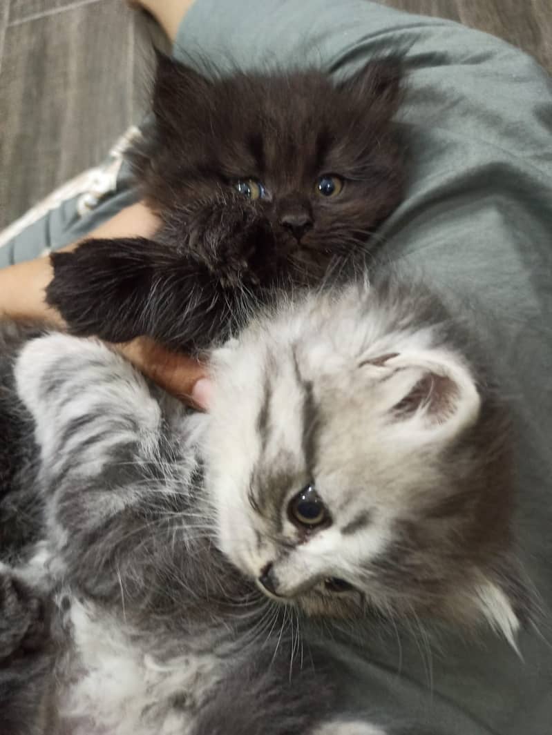 Persian cat / kitten / cute Persian cat / cat for sale 4