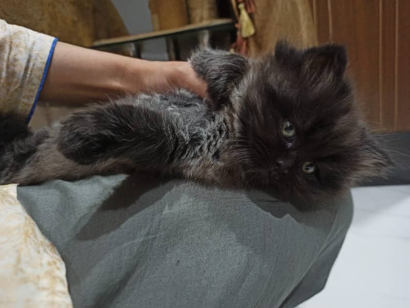 Persian cat / kitten / cute Persian cat / cat for sale 5