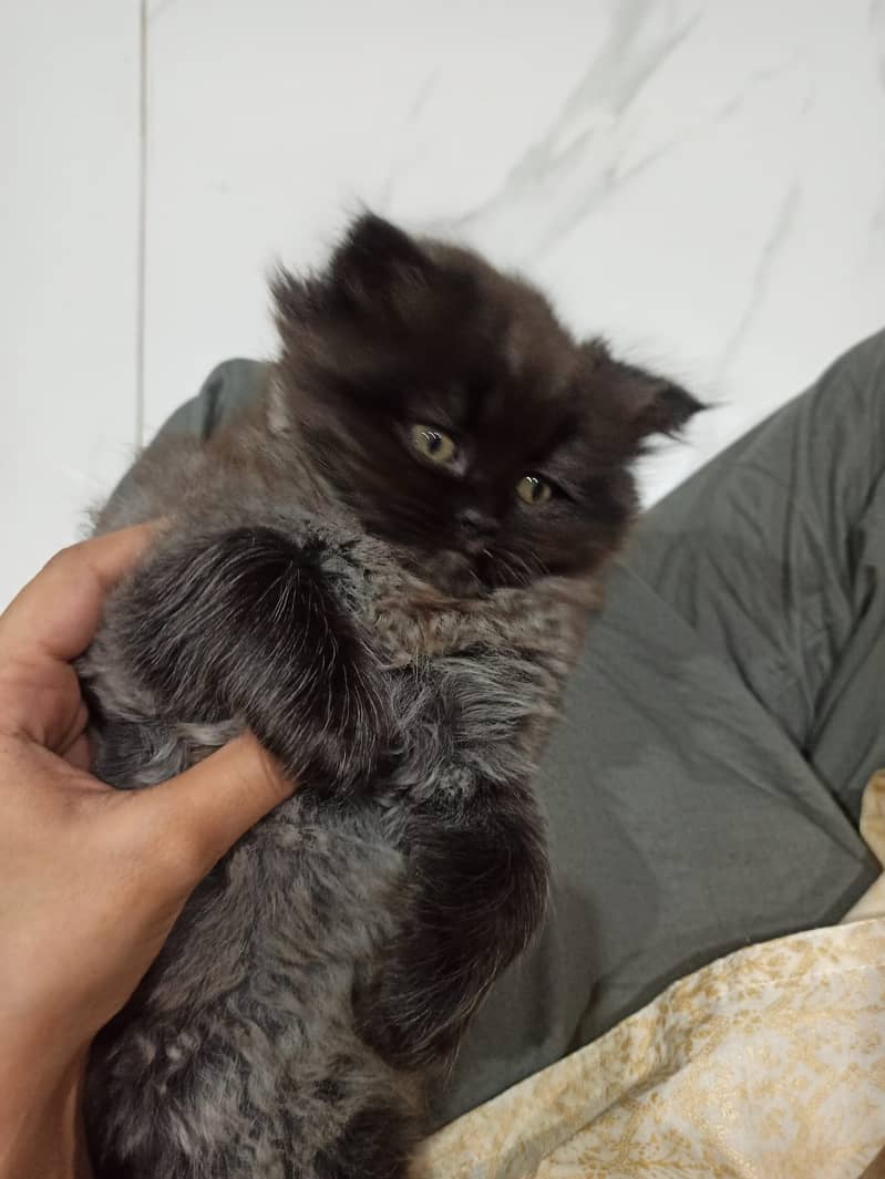 Persian cat / kitten / cute Persian cat / cat for sale 6