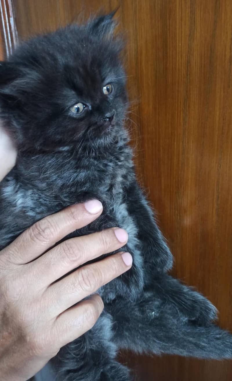 Persian cat / kitten / cute Persian cat / cat for sale 7